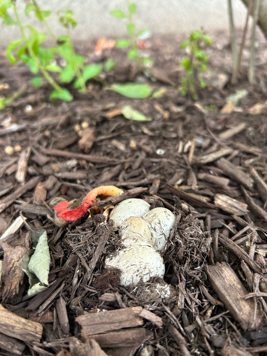 claudiabracho's tweet photo. Hola @Fungi_Cosas, este hongo atrae mucho a las moscas (debe ser que expide un olor fétido). Cómo se llama? https://t.co/iIk5p0rrXc