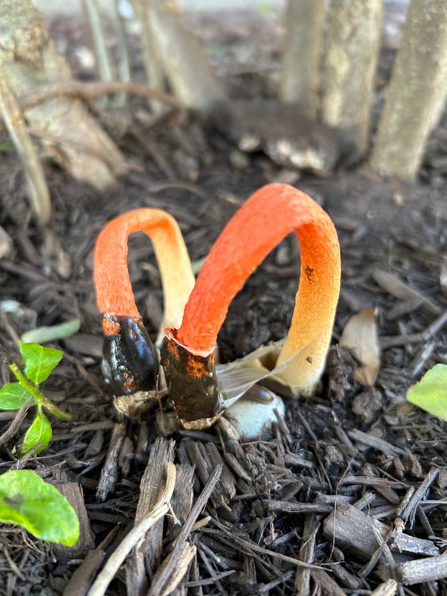 claudiabracho's tweet photo. Hola @Fungi_Cosas, este hongo atrae mucho a las moscas (debe ser que expide un olor fétido). Cómo se llama? https://t.co/iIk5p0rrXc