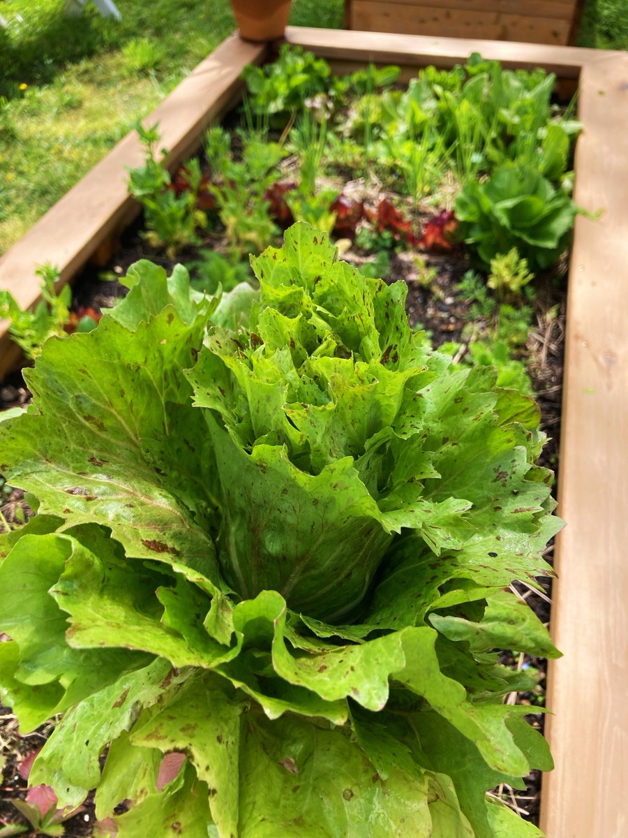 terraloam's tweet photo. Our Charlotte Community Garden, nourished by #BioGown compost, has donated over 3,000 pounds of fresh produce this year!  How do you think we can amplify our impact further? Share your ideas! We can nurture a greener and healthier Charlotte.  #Sustainability #CommunityGiving https://t.co/LoArr3aZe6