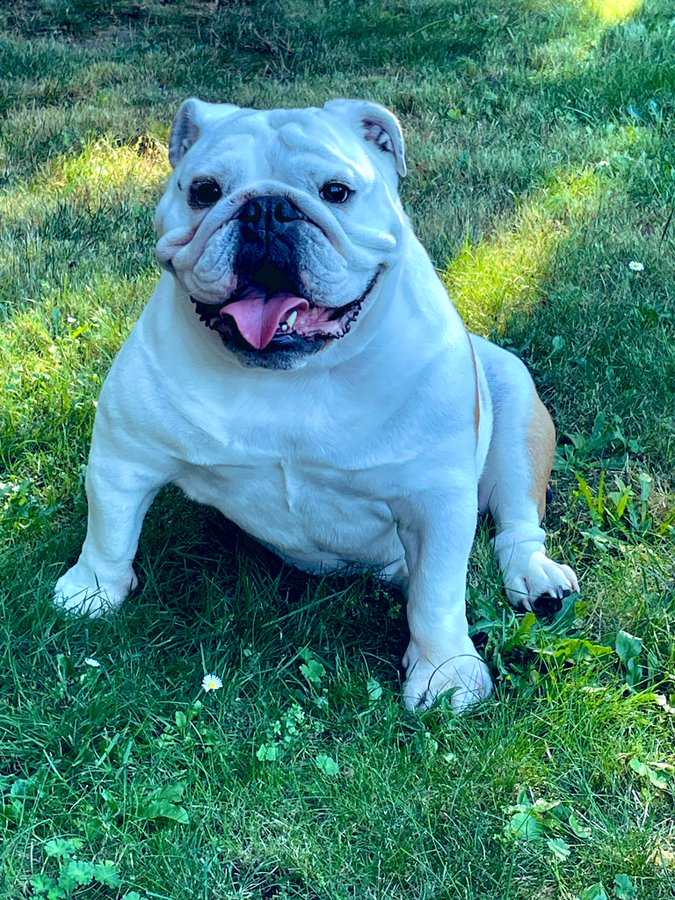 Bulldogs Lover tweet media