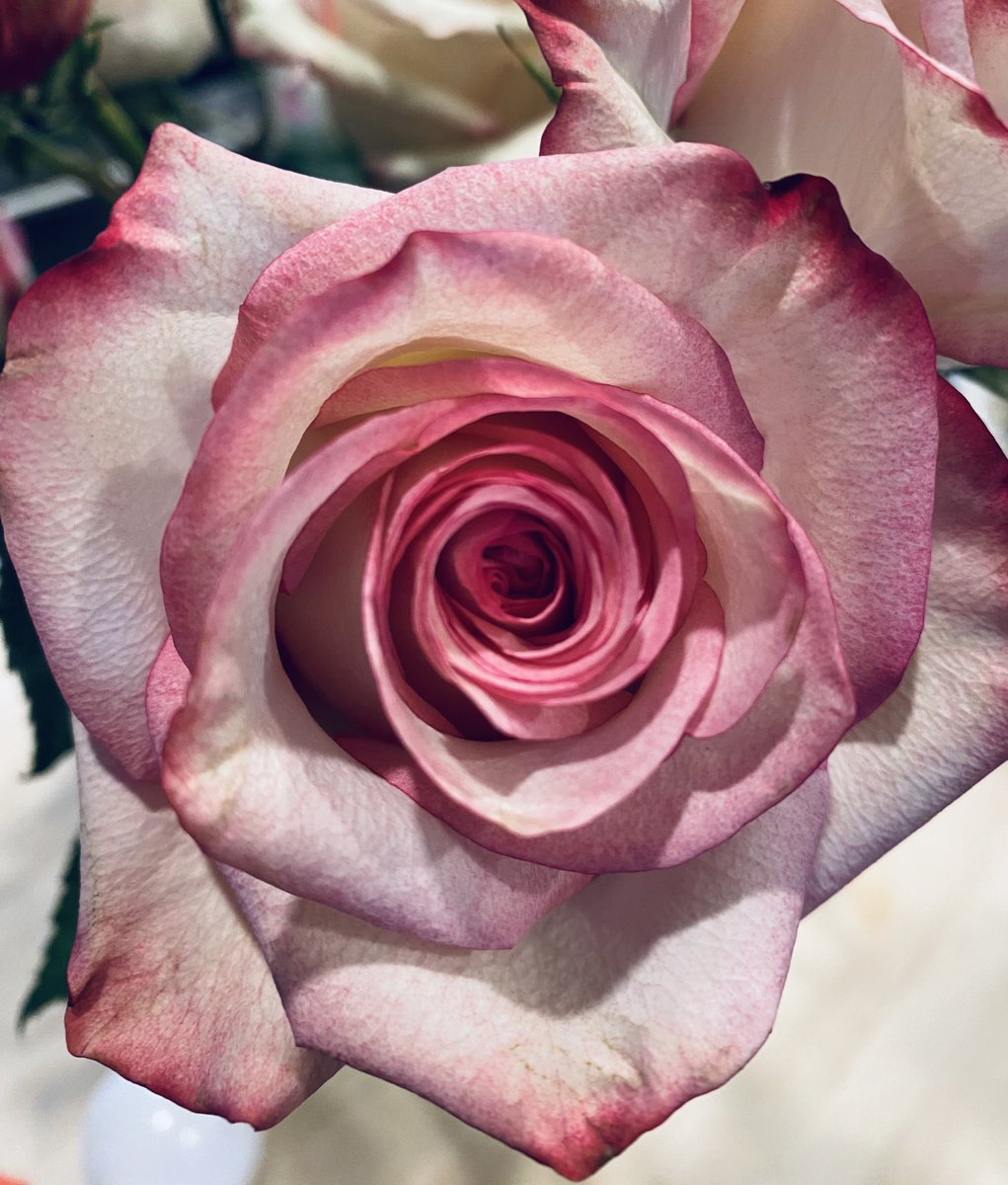 #RoseWednesday 
#amquerying is rough on the #writer soul, but request days help. Celebrating the small wins today! #grit #writerslife #5amwritersclub #WritingCommunity 🥳💕🌹