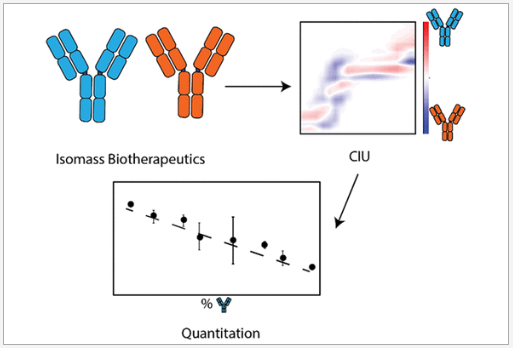 See our lab's latest JASMS publication! In this work, our lab deploys this quantitative CIU methodology to measure isomass pairs of biotherapeutics. Find it here: pubs.acs.org/articlesonrequ… #ASMS #JASMS #CIU #MassSpec #anitbodies