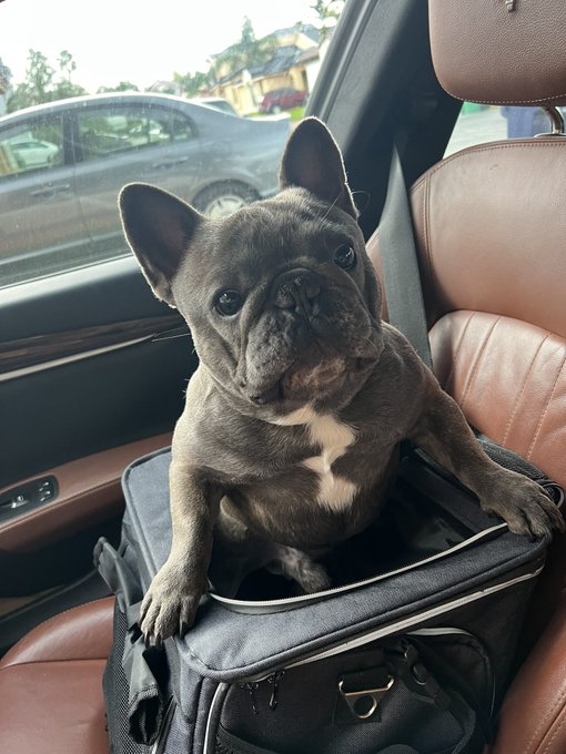 Well, I&rsquo;ve officially lost both of my dogs this year 🥺😞 RIP Peter 😫 I am soooo heartbroken 💔 https://t