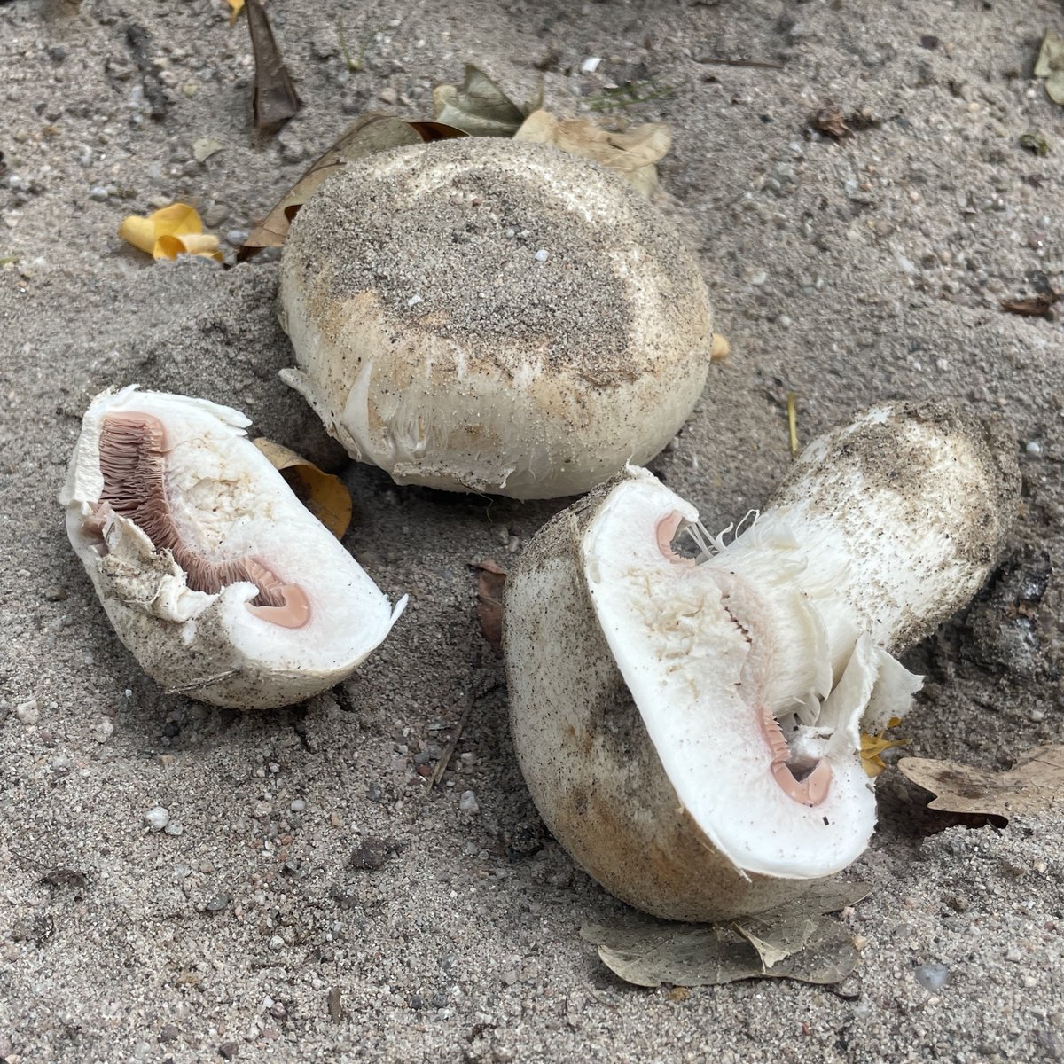 What can you find in the children's #playground in #Landau? Sticks, stones, acorns, ants, sometimes other children, sand of course, ... and mushrooms with a pretty sand cap (#Agaricus)! Search just behind the climbing frame, it is well hidden. #MushroomFun #Biodiversity