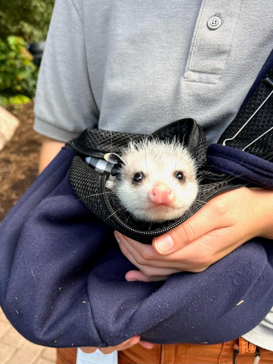 CincinnatiZoo's tweet photo. Opal, the orphaned baby opossum, is starting to meet zoo visitors when she goes out on walks in her new special pouch. https://t.co/QJwkQp3PD9