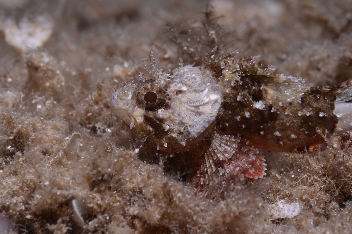 How can scorpionfish camouflage in a heterogeneous environment? Come to my talk at #Behaviour2023 to find out more! Friday 11:20 in lecture hall 4 🐟 <a href="/2023Behaviour/">Behaviour 2023</a>