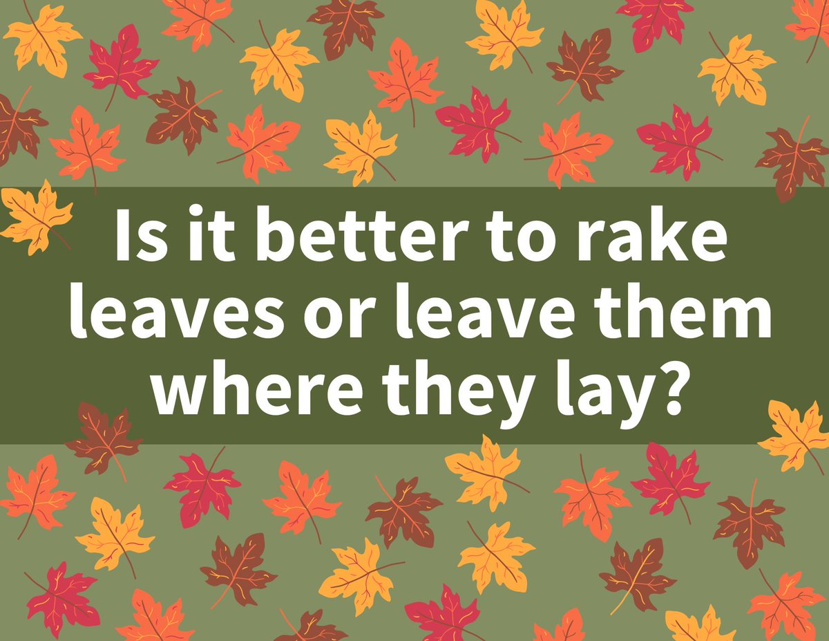 ExactoLLC's tweet image. Is it better to rake your leaves or leave them in the lawn? What about mowing over them? Find out what the research says in this blog post: hubs.la/Q01-KyqP0 #turfresearch #turfgrass #leafcleanup #leafmulching