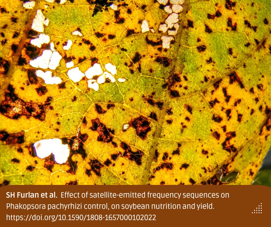 🚨Researchers at the <a href="/biologicosp/">Instituto Biológico</a> show how Effatha technology can help control Asian soybean rust, a disease that affects grain productivity and quality.
🔓 doi.org/10.1590/1808-1… 

#Effathatechnology #nutrients #fungicides #asianrust #soybean

<a href="/agriculturasp/">Secretaria de Agricultura e Abastecimento</a> <a href="/RedeSciELO/">SciELO</a>