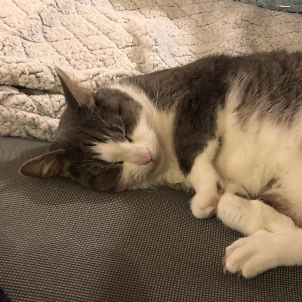 lostdogrescue's tweet photo. With those sleepy eyes and contented purrs, Menina's a pro at turning "just five more minutes" into an all-day affair. 

If you'd like to turn those five more minutes into a lifetime with Menina, click the link below: 
https://t.co/76cn6RomHt

#MidweekMeow   #AdoptDontShop #Cats https://t.co/NhXjOj7PLL