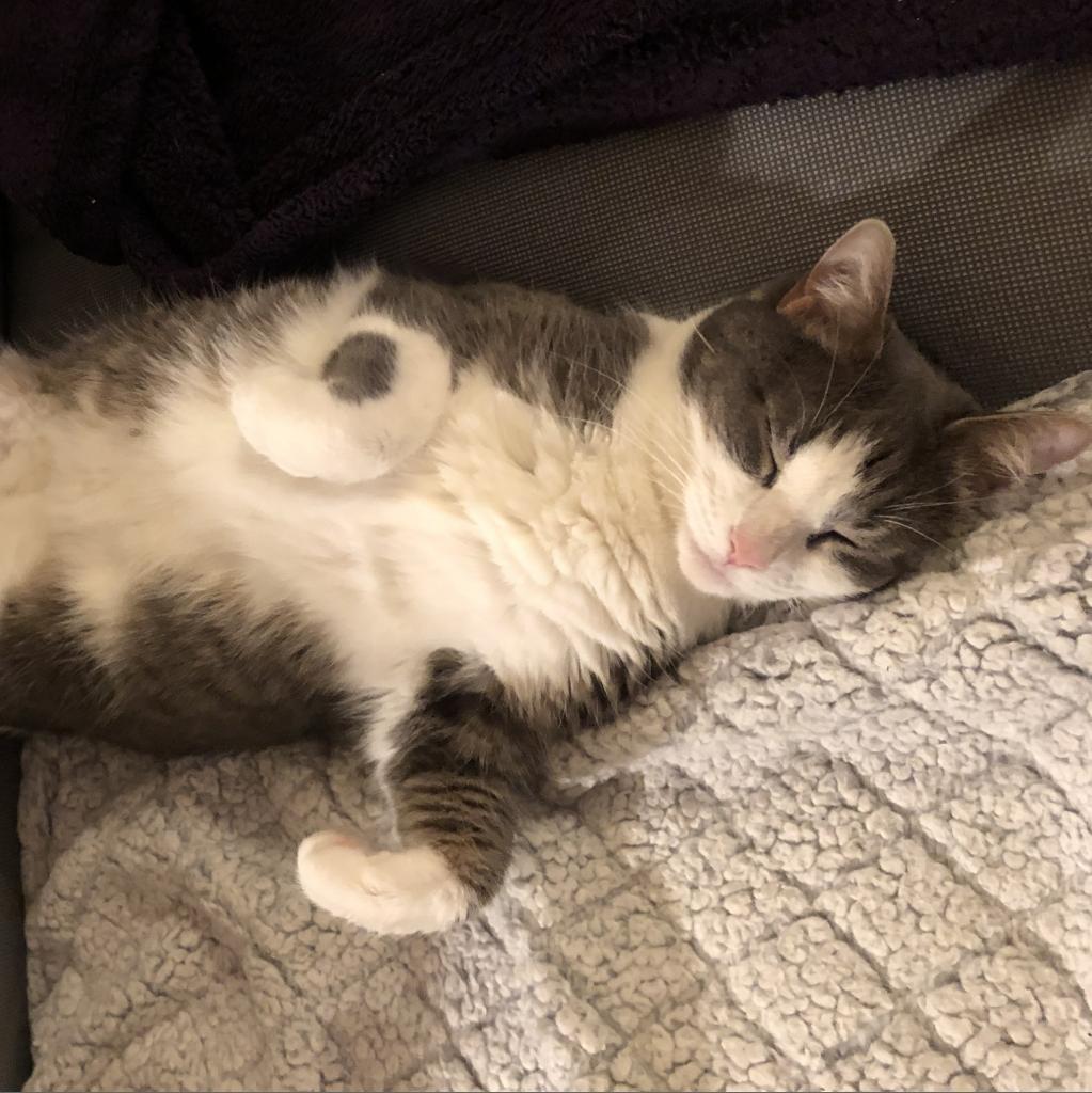 lostdogrescue's tweet photo. With those sleepy eyes and contented purrs, Menina's a pro at turning "just five more minutes" into an all-day affair. 

If you'd like to turn those five more minutes into a lifetime with Menina, click the link below: 
https://t.co/76cn6RomHt

#MidweekMeow   #AdoptDontShop #Cats https://t.co/NhXjOj7PLL