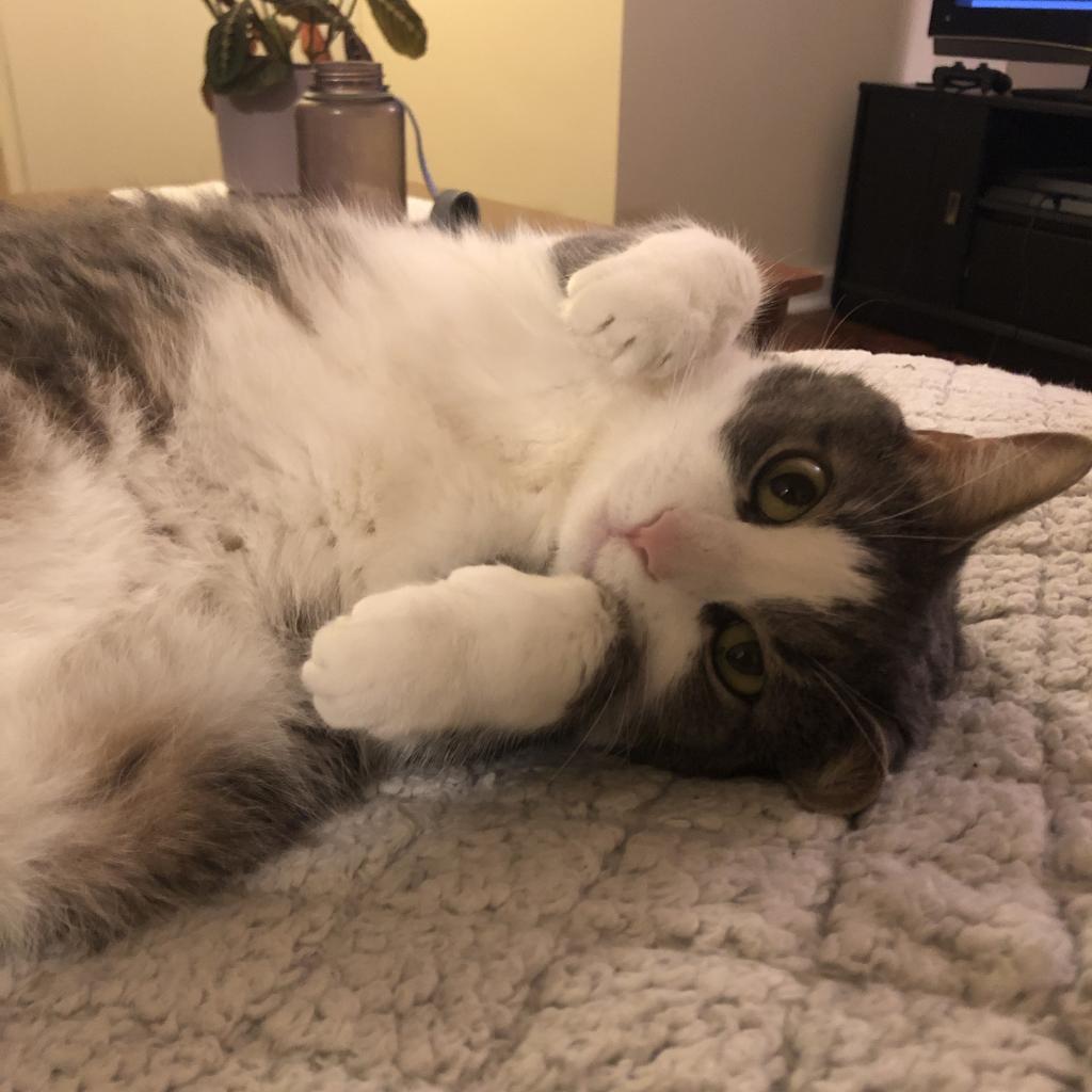lostdogrescue's tweet photo. With those sleepy eyes and contented purrs, Menina's a pro at turning "just five more minutes" into an all-day affair. 

If you'd like to turn those five more minutes into a lifetime with Menina, click the link below: 
https://t.co/76cn6RomHt

#MidweekMeow   #AdoptDontShop #Cats https://t.co/NhXjOj7PLL