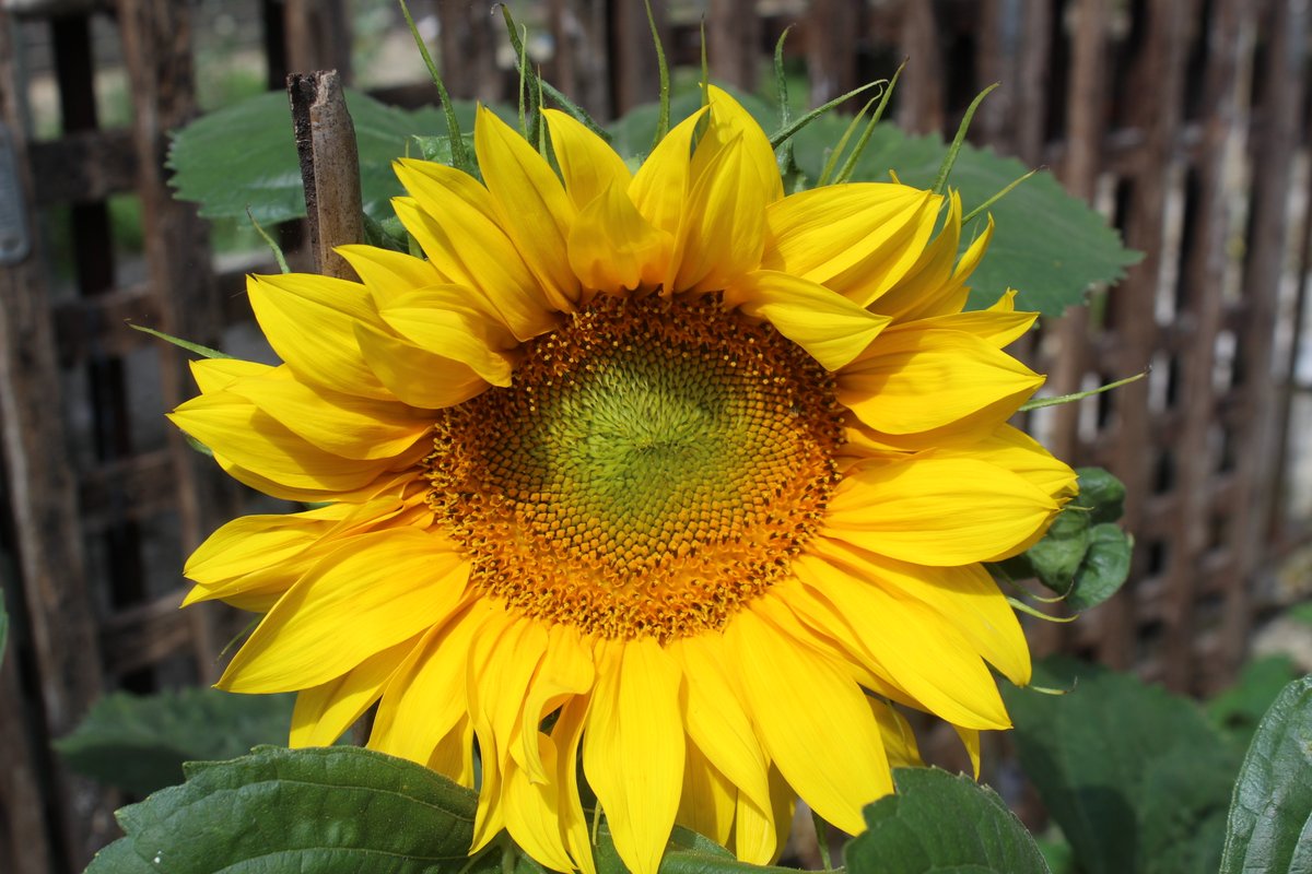 London Green Champions Series 2 of 3: Growing Communities

We recently took a group of young Londoners to visit 'Growing Communities'. You can read more on our website at headliners.org

#empower #educate #advocate #youngvoicescount @elattlearning @growingcommunities