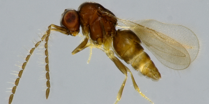 [#entomology] Afrotropical Ceraphronoidea (Insecta: Hymenoptera) put back on the map with the description of 88 #newspecies !

✒️ Tobias Salden &amp; Ralph S. Peters from @mfnberlin
DOI: doi.org/10.5852/ejt.20…
#Insecta #Hymenoptera #taxonomy #parasitoidwasps #hymenopterist