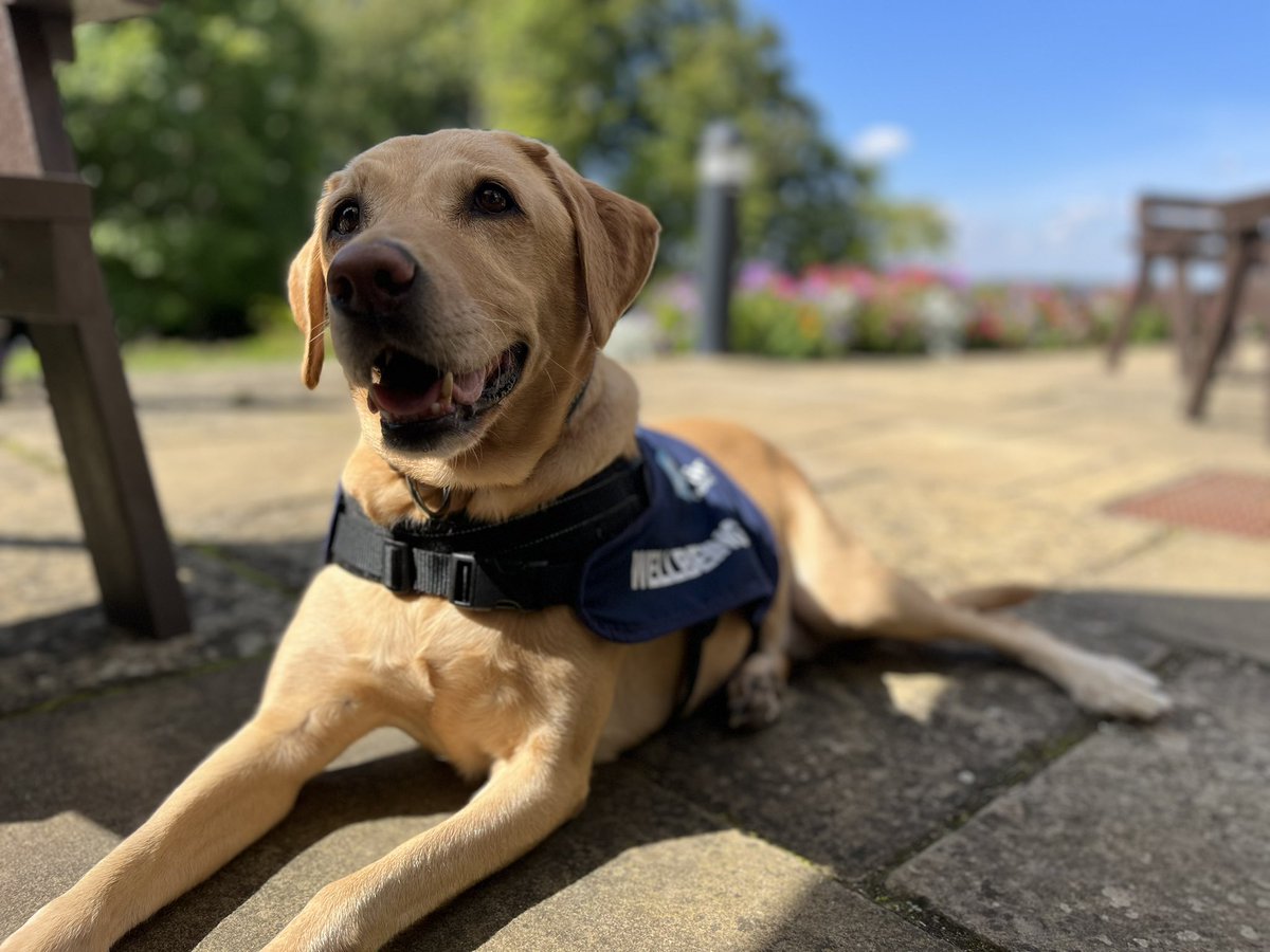Blue Paw is helping out at FLINT HOUSE POLICE REHABILITATION Pawsome well-being with Paws. A busy morning with lots of conversations and cuddles @FlintHouseRehab @bluelightcardfn @Rubywax @policecareuk @PCBenOnTheMend @BeWellity @ThriveAppsUK @Angelasamata @MrTimDunn #ptsd