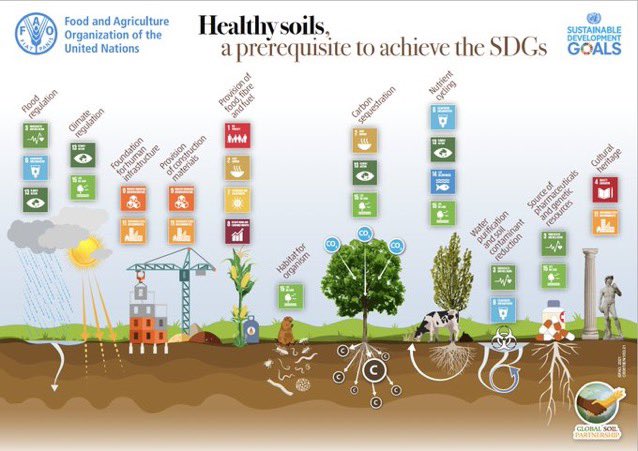 FAOclimate's tweet image. .@FAO works with countries to restore degraded land and support healthy soil, contributing to the #GlobalGoals. 

Healthy soil is vital for:

🍄 #climate regulation
🌱 Food, fibre &amp;amp; fuel
🕷 #biodiversity
…and more