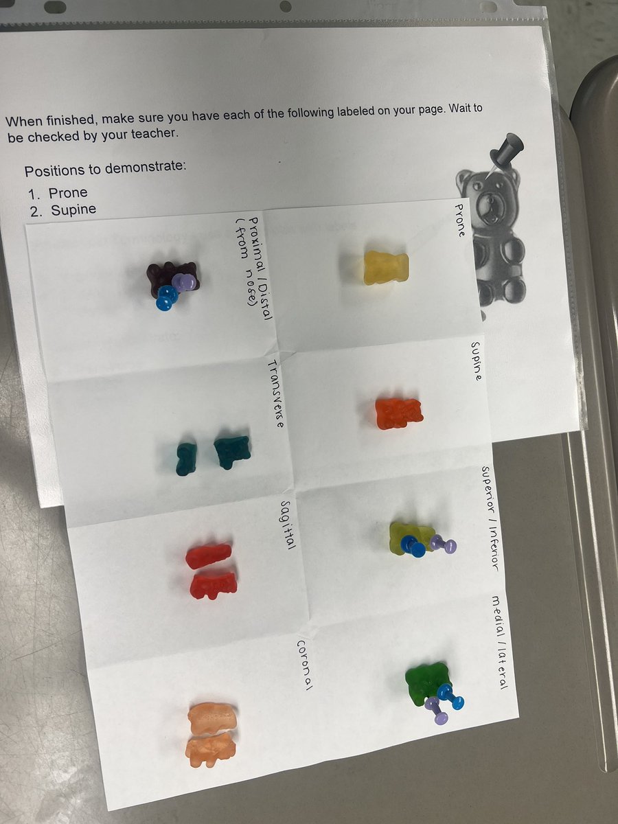 MsAmberSmithCH's tweet photo. Gummy Bear Dissections to review Anatomical Language was a success! https://t.co/YRvzXuwDxn
