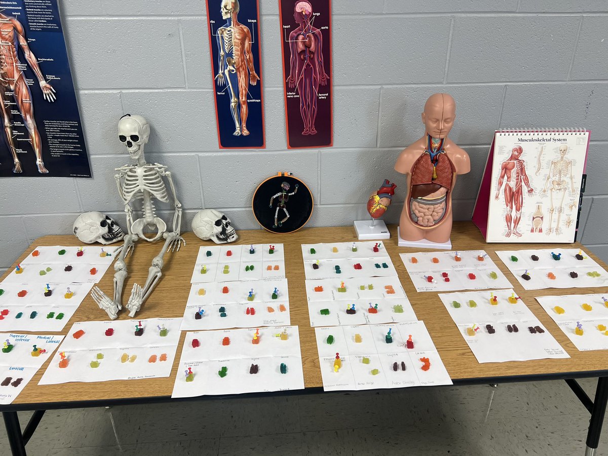 MsAmberSmithCH's tweet photo. Gummy Bear Dissections to review Anatomical Language was a success! https://t.co/YRvzXuwDxn