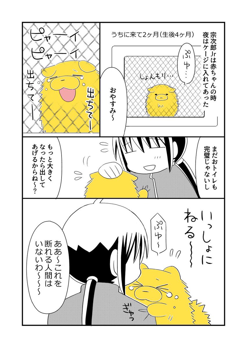 ポメラニアンの赤ちゃんと一緒に寝る漫画(1/3)
#宗次郎Jr #漫画が読めるハッシュタグ 
