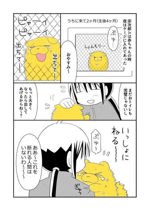 ポメラニアンの赤ちゃんと一緒に寝る漫画(1/3)
#宗次郎Jr #漫画が読めるハッシュタグ 