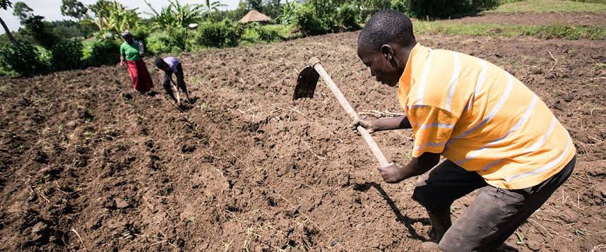 agrosupplyug's tweet photo. #Farmingtip (thread) 
Preparing land for maize growth🌽🌱

👉Clear the land: Remove any weeds, rocks, or other things to make a clean area for planting.
👉 Test the soil: Check the soil to see what nutrients it needs and if it's too acidic or alkaline. This will help you know... https://t.co/KwIFYJfnKQ