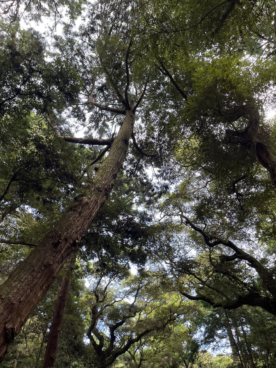 k__on___'s tweet photo. 鹿島神宮 https://t.co/ZiBQWMas1U