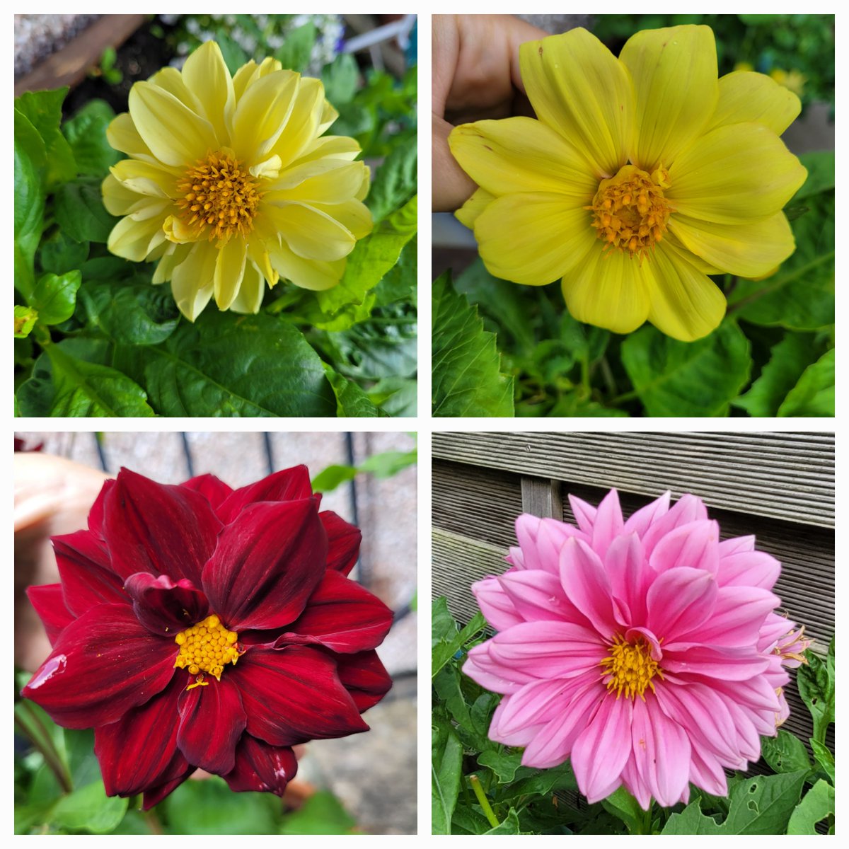 SeedsStats's tweet image. #dahlia
