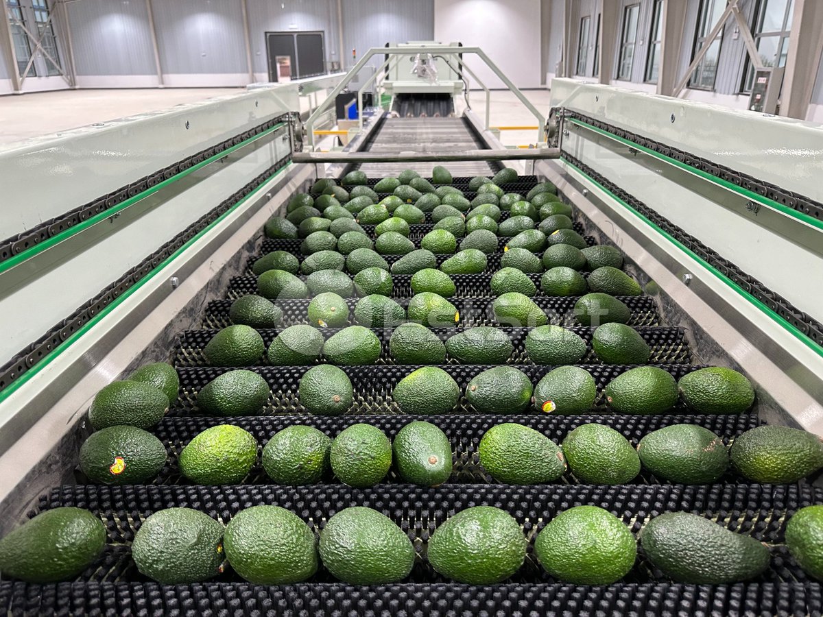 FruitprocessI's tweet image. 🥑🥑🥑Avocado optical electronic grader
Gently handles delicate fruits and can be used to sort citrus fruits, avocados, tomatoes, peaches, nectarines, kiwis and more.💪
Get price service@fruitprocess.com
Learn more: fruitprocess.com/en-us/fruit-pr…

#fstsort #colorsorter #opticalgrader
