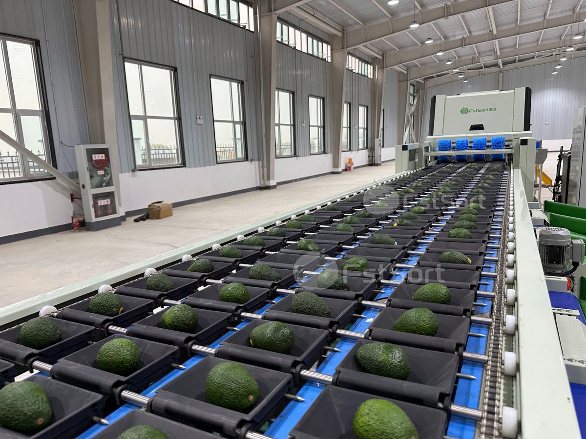 FruitprocessI's tweet image. 🥑🥑🥑Avocado optical electronic grader
Gently handles delicate fruits and can be used to sort citrus fruits, avocados, tomatoes, peaches, nectarines, kiwis and more.💪
Get price service@fruitprocess.com
Learn more: fruitprocess.com/en-us/fruit-pr…

#fstsort #colorsorter #opticalgrader