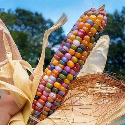 BeejwalaIndia's tweet photo. Buy Rainbow Corn Imported Exotic Vegetable Seeds Pack
https://t.co/rpfPTBvA2F
🎁 SPECIAL OFFER: Up to 90% off
👉 https://t.co/qkdEnDEzlA
📦 Dispatch in 1 - 2 Days
#beejwala #RainbowCorn #Corn #ExoticSeeds #VegetableSeeds #garden #gardening https://t.co/0ALCmlRuXR