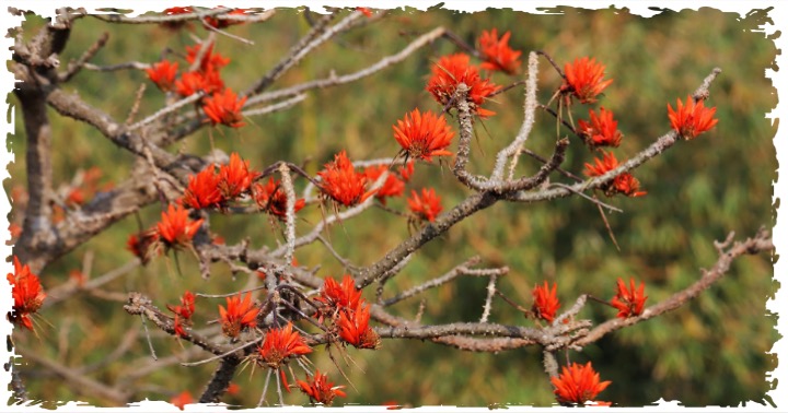 terragrn's tweet photo. Amongst the range of plants TERRAGRN has planted, Erythrina humeana commonly known as the dwarf coral, an ornamental tree native to South Africa at the pilot site, has been planted.

#TERRAGRN https://t.co/g7tcDI2qqp