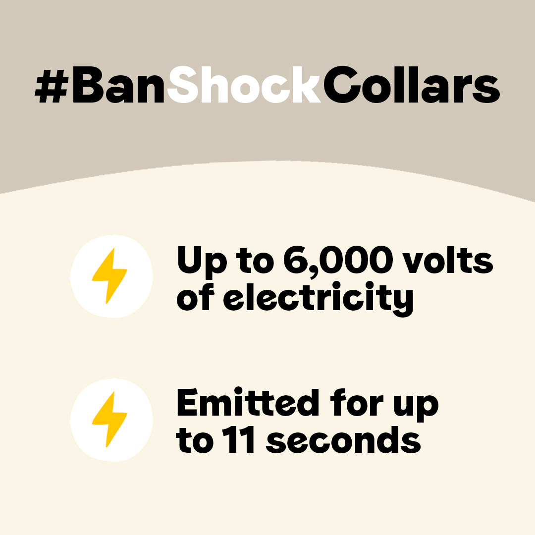 DogsTrust's tweet photo. 📣 Did you know that shock collars emit up to 6,000 volts of electricity for up to 11 secs at a time? They are cruel &amp; are still shockingly legal as the Govt delays on bringing a ban into force 💔 Write to your MP &amp; tell them it's time to #BanShockCollars https://t.co/sQ7EITs3K9 https://t.co/76YsfqQBB6