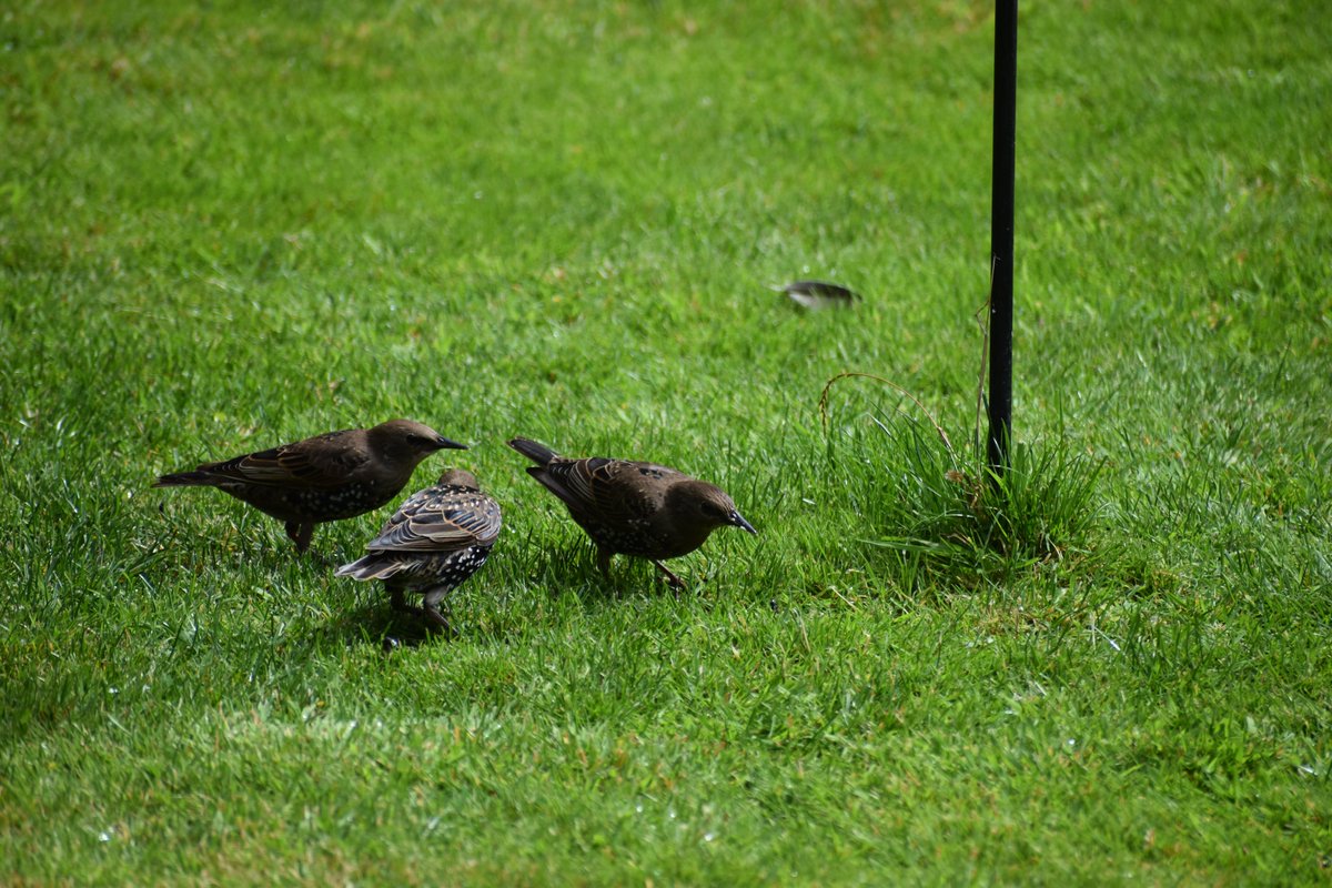 Dan Rogers (On Blue Sky too) tweet media