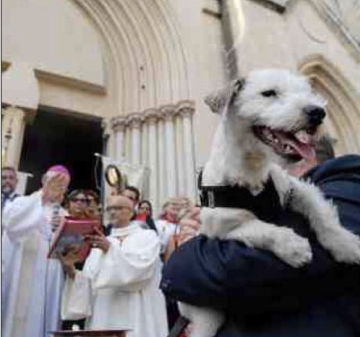 lucalbernhe's tweet image. Le 16 août, pour la fête  de la Saint Roch, c’est la traditionnelle bénédiction des animaux…#montpellier #saintroch #fetedelasaintroch 
cc @yagueannie @MIRALLESMP @VBarthas @RousselGaliana