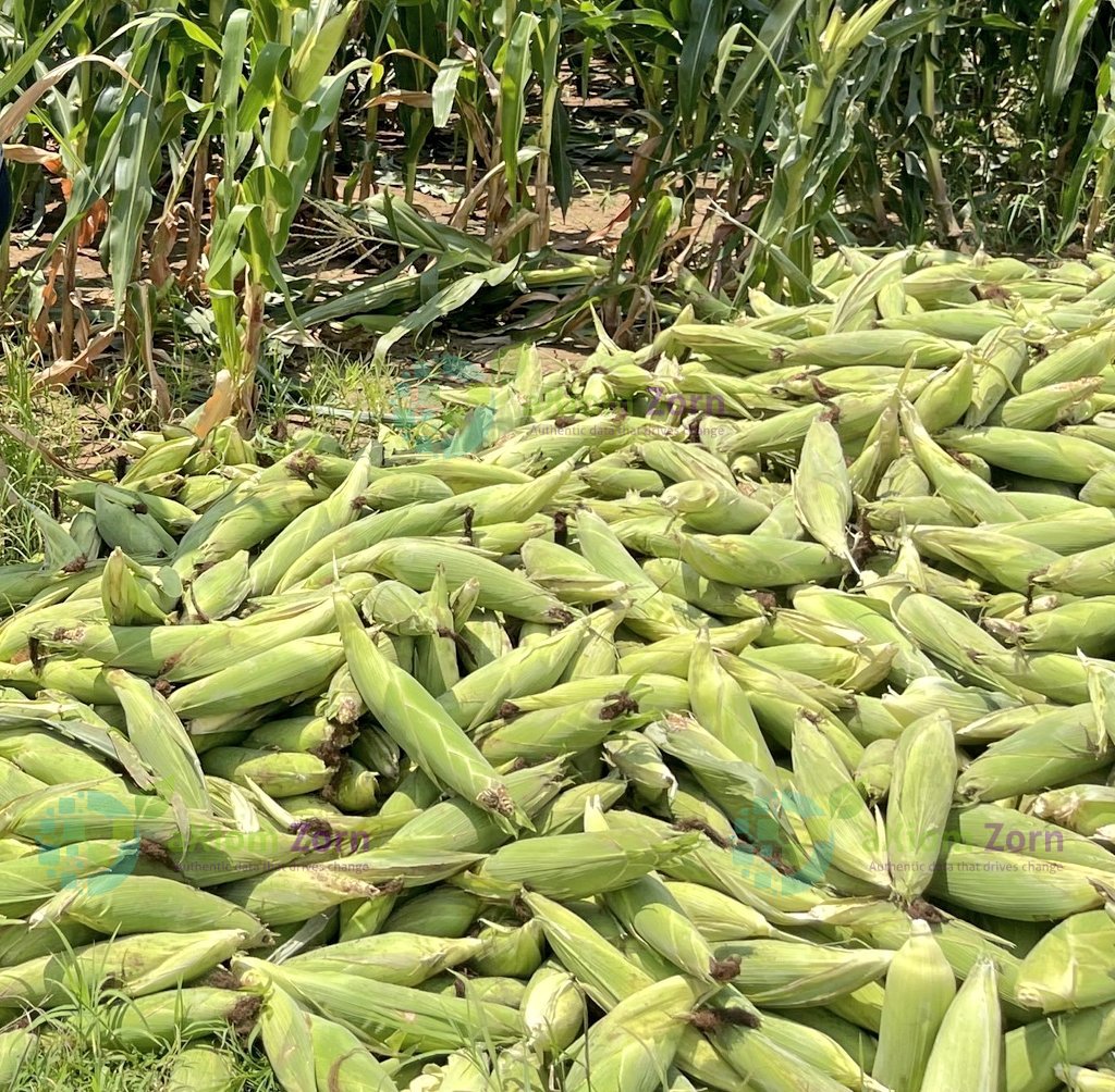 AxiomZorn's tweet photo. Healthy soil, healthy plants, healthy food, and healthy you, this is all you need this farming season. Reach out @Axiomzorn and get access to dependable practices for better yields through our #eadvisory services #fertilizeroptimizationtool. https://t.co/v553LdjKXw
