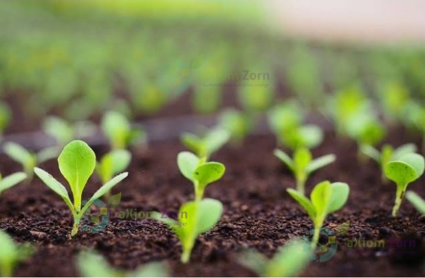 AxiomZorn's tweet photo. Healthy soil, healthy plants, healthy food, and healthy you, this is all you need this farming season. Reach out @Axiomzorn and get access to dependable practices for better yields through our #eadvisory services #fertilizeroptimizationtool. https://t.co/v553LdjKXw