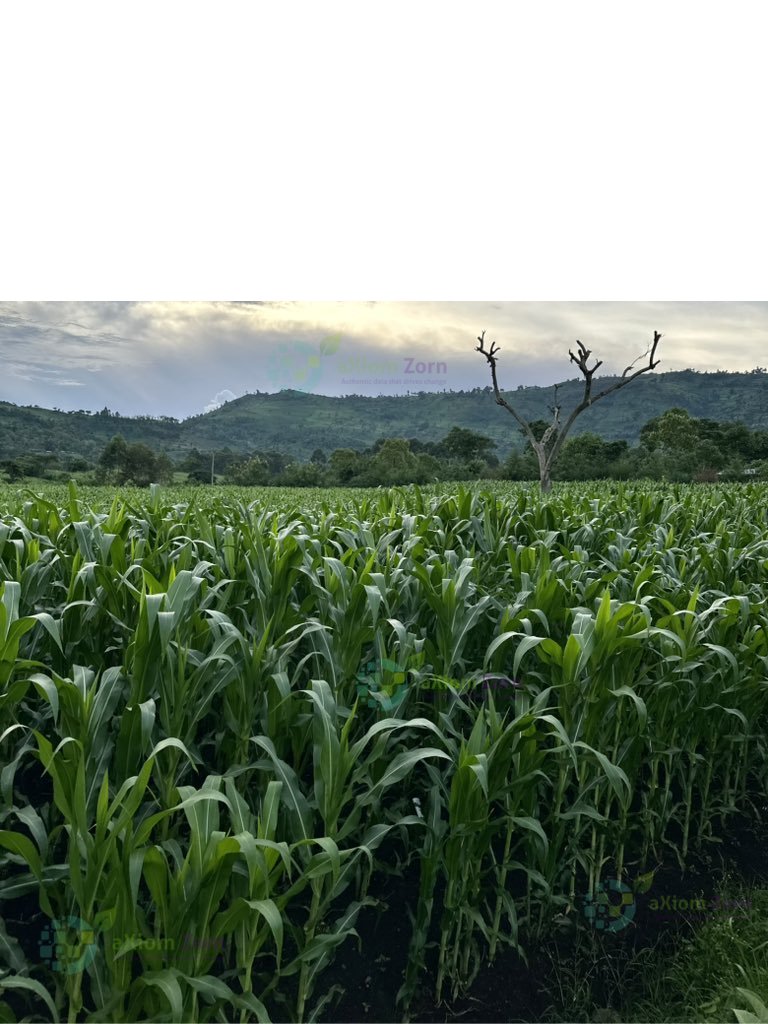 AxiomZorn's tweet photo. Healthy soil, healthy plants, healthy food, and healthy you, this is all you need this farming season. Reach out @Axiomzorn and get access to dependable practices for better yields through our #eadvisory services #fertilizeroptimizationtool. https://t.co/v553LdjKXw