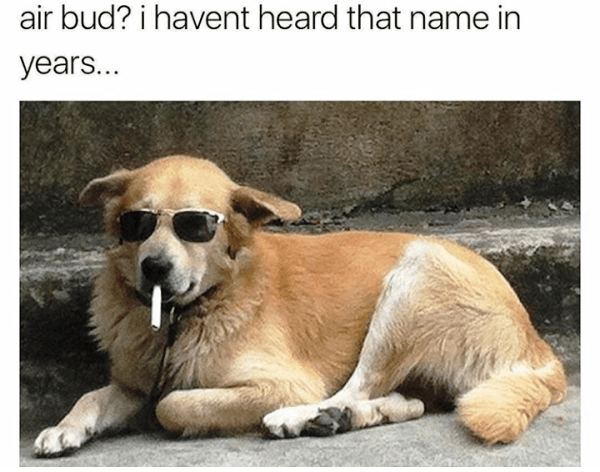 Doggo Tweets tweet media