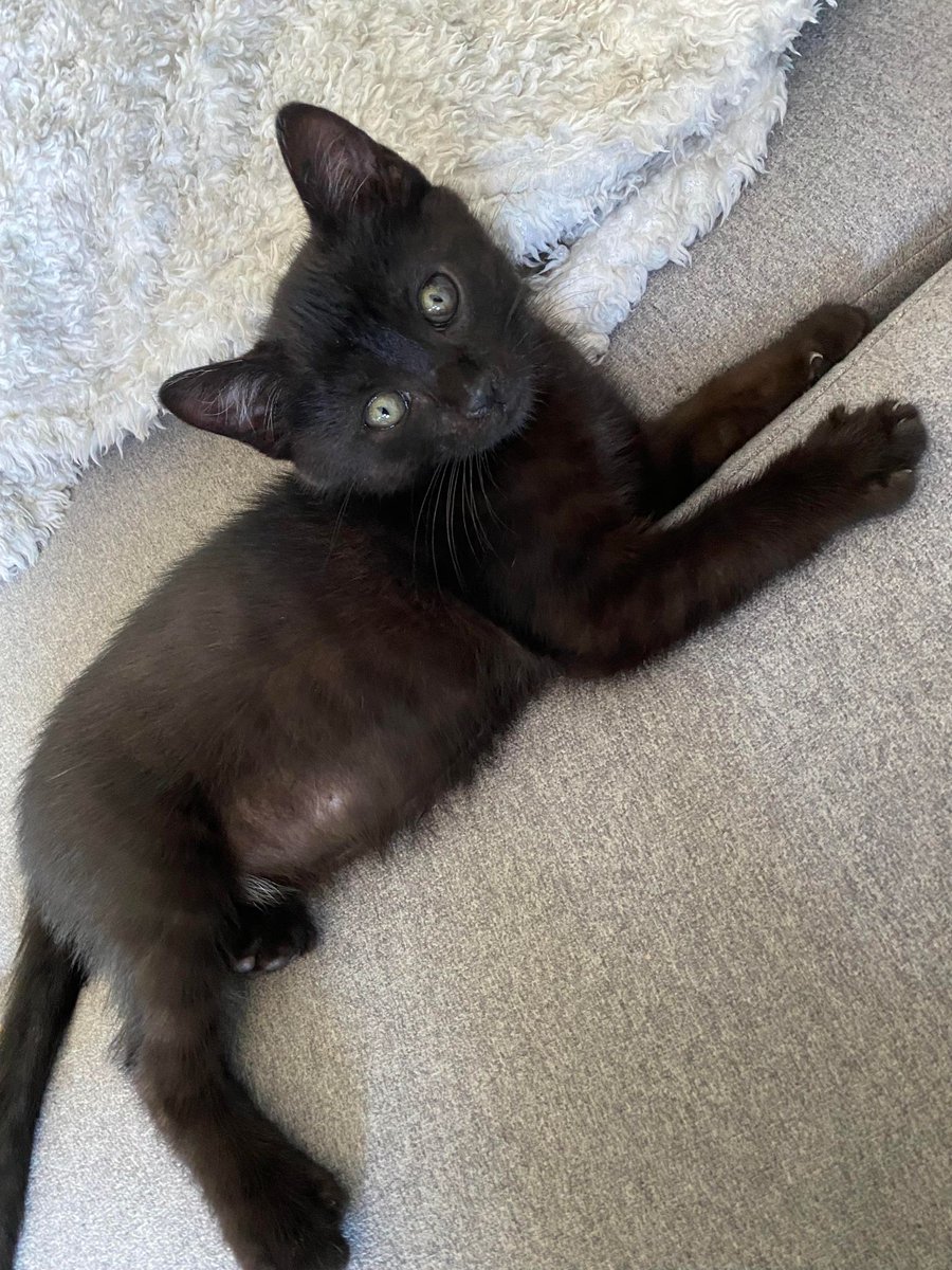 SosMistigris87's tweet photo. Notre mini star du jour à l'adoption
Usagi est un redoutable chasseur de mouche et il adore se promener avec ses jouets entre les dents. Avez-vous remarqué son regard absolument incroyable ?https://t.co/IuHUNvUqO1 #chaton #adoptionchat #protectionanimal #hautevienne #limoges https://t.co/vtAp0h5GfT