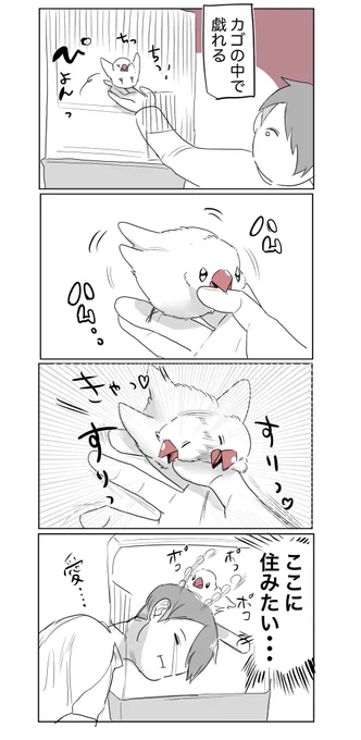 ベタベタかわいい #文鳥 