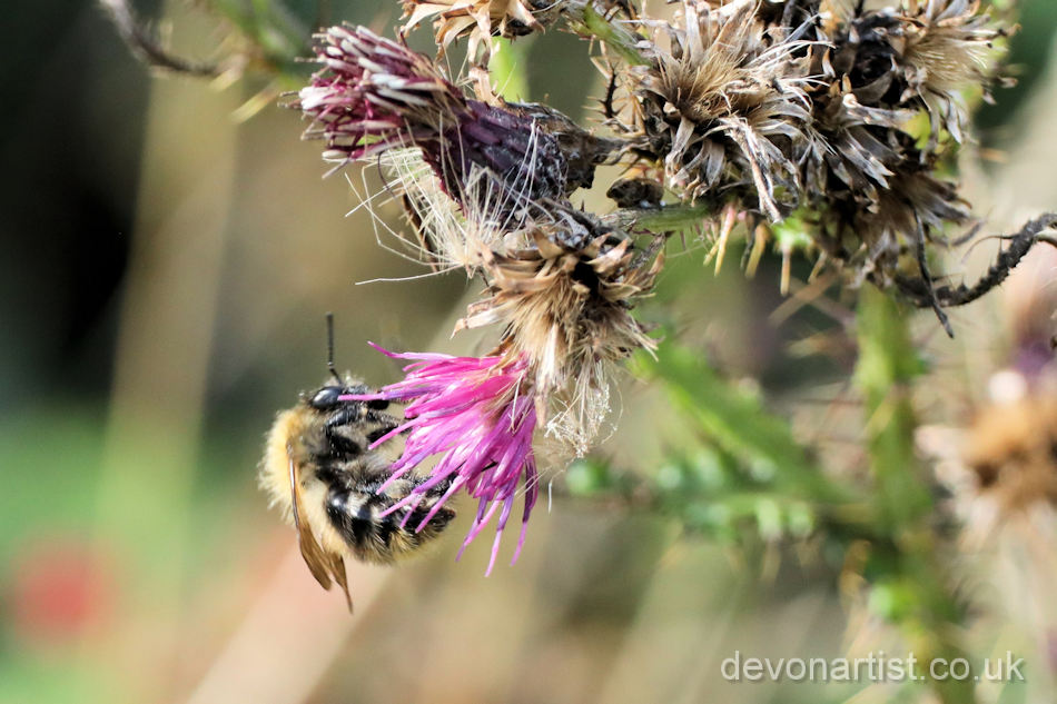 Still a few thistle flowers around, providing food for hungry bees.  🐝
📸 @thedevonartist
.
#bees #bee #bumblebee #bumblebess #thistles #nectar #summer #rewilders #rewilding #rewildingdevon #devonwildlife #letitgrow #nature #summerweather
