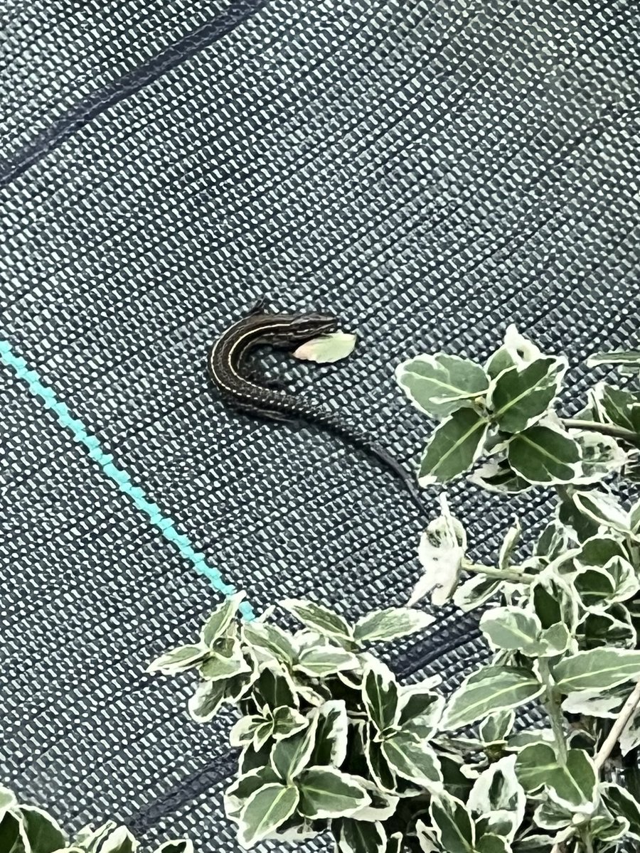 κυβερκογιότλ tweet media