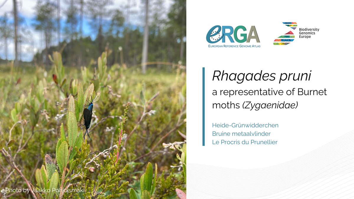 erga_biodiv's tweet photo. 🌞Summer = sampling season for many members of #ERGA & @BioGenEurope !
The #genome of Rhagades pruni will aid in tracking habitat fragmentation's impact on #GeneticDiversity and #PopulationStructure. Vital for its conservation across Europe
📷Jaakko Pohjoismäki @UniEastFinland https://t.co/yNpLrey4XG