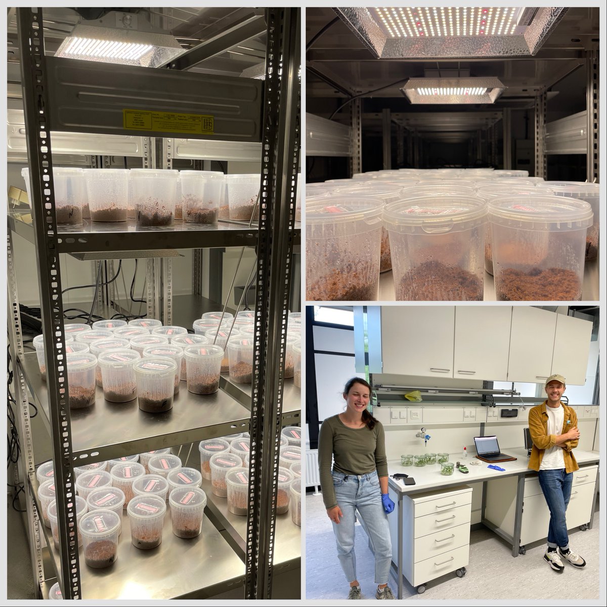 Slowly we are invading our new labs and climate chamber @Uni_MR @Bio_UMR … but lot of work ahead of us to make it all fully functional! 🦠🍄🧫🧪🌱