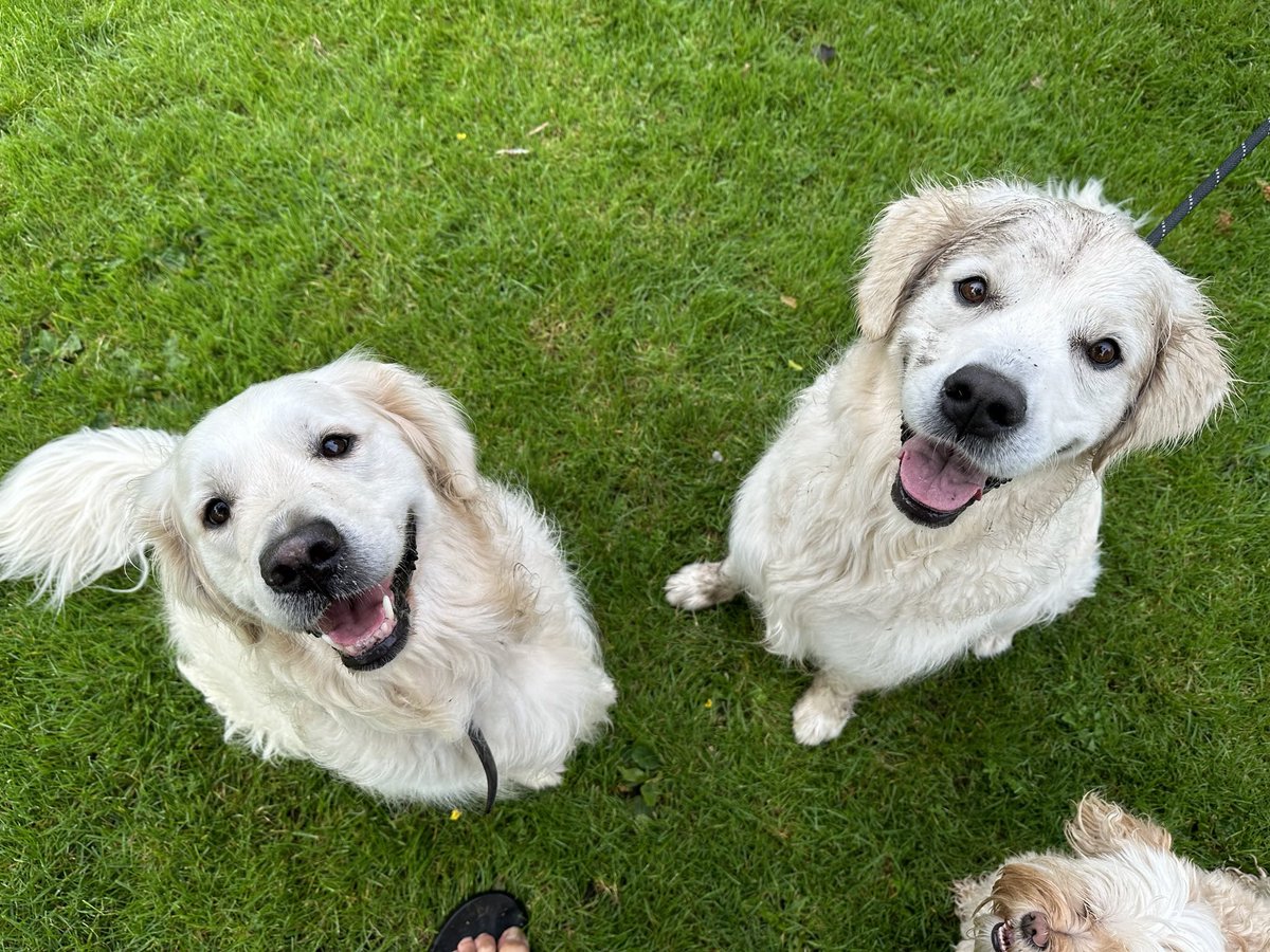 Yuki, 🦴afide (@labradoryuki) on Twitter photo <a href="/bunsenbernerbmd/">Bunsen, BEAKER, and Bernoulli🇨🇦</a> <a href="/OrchardMarie93/">Sunflower Sparkleberry 🙎♀️ & Daffodil 🐶 Orchard</a> My friends Sam and Jan have the best smiles! <a href="/bunsenbernerbmd/">Bunsen, BEAKER, and Bernoulli🇨🇦</a> <a href="/OrchardMarie93/">Sunflower Sparkleberry 🙎♀️ & Daffodil 🐶 Orchard</a> My friends Sam and Jan have the best smiles!