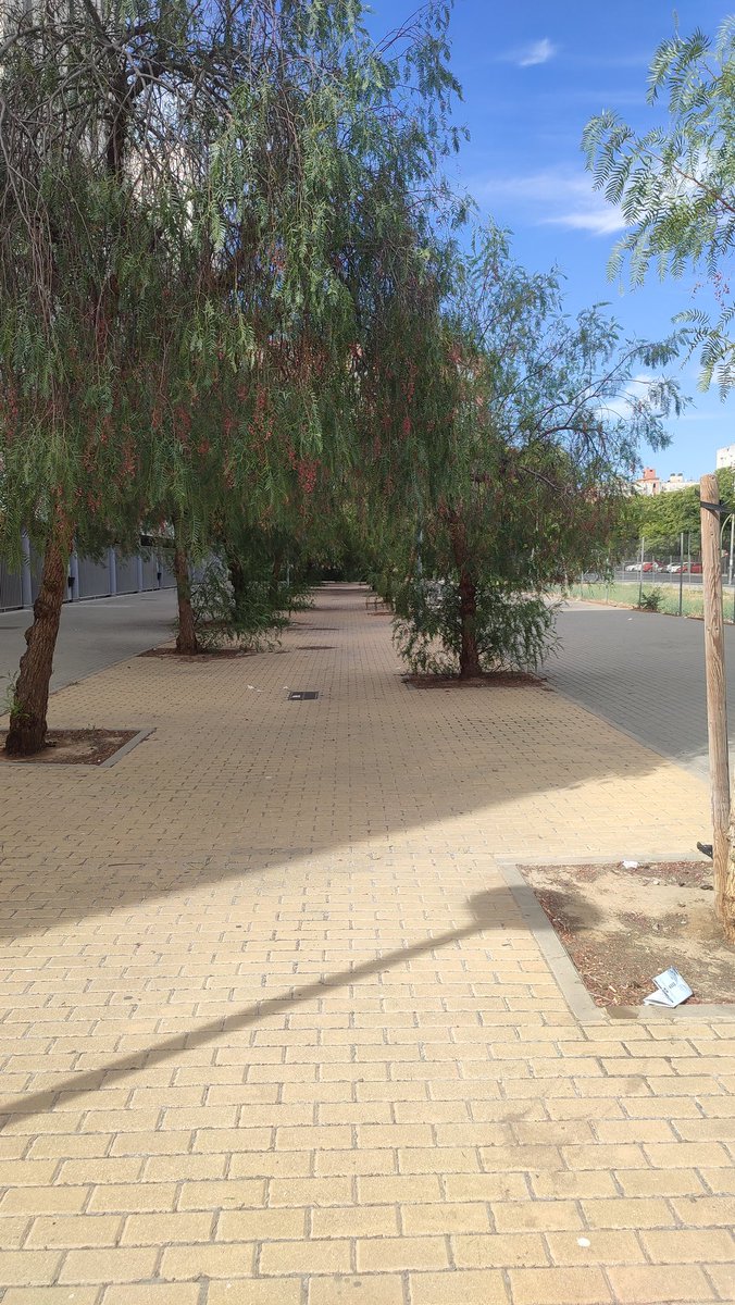 charoviovi's tweet photo. @Ayto_Sevilla    Calle Faustino Gutierrez Alviz.
Justo en frente del mercado de abastos y junto a la Mar de Gambas y otros comercios.
Arboleda sin poda, excrementos de perro, suciedad desde hace meses. https://t.co/z59QephgPs