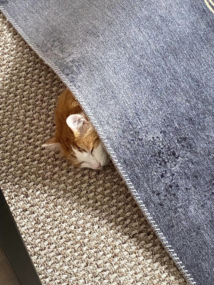 HanPayne's tweet photo. @geeknson Also a bonus picture of Yuri tucking himself under the rug. https://t.co/qoGdVQHWVH