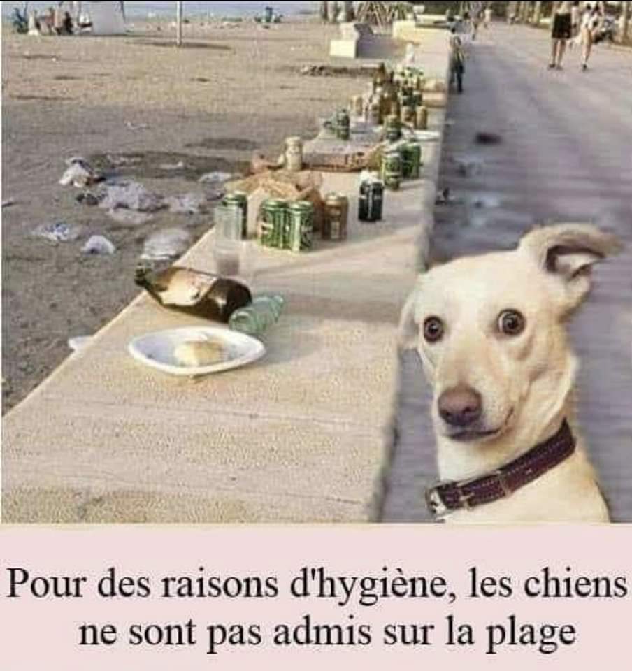MonsieurNavaron's tweet image. Sans commentaire 🤬 #cassos #beaufs #touristes ( tong sac à dos casquette pantacourt de beaufs ) #chien #homme