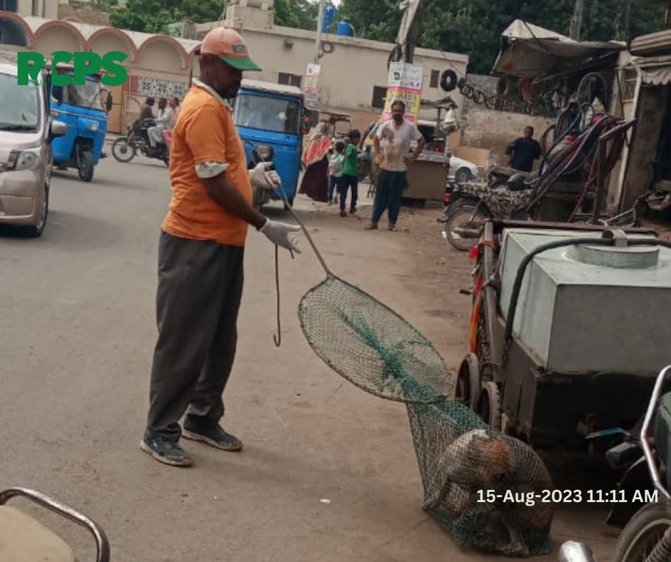 RCPSindh's tweet photo. Day 435 ~ ✅ Catch ✅ Vaccinate ✅ Collar ✅ Mark ✅ Record

📍 A-221, Sector 11-A, Gulshan-e-Usman, North Karachi, District Central, Karachi.
📍 PIA Township Residential Area, District East, Karachi.
📍 Dhobi Ghat Liyari, District South, Karachi.

 #RCPS #ZeroBy30 #WHO https://t.co/0ONY0JDxTv
