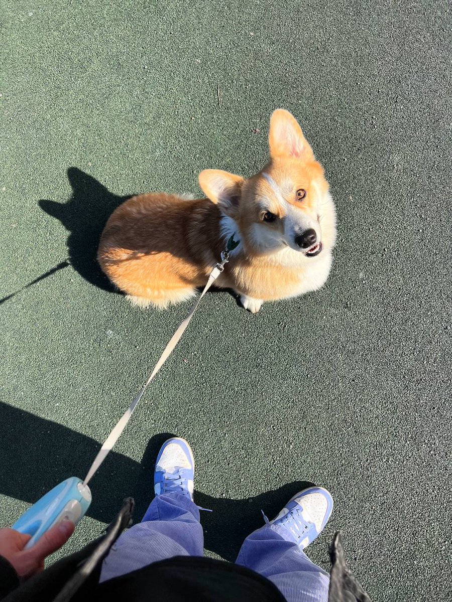 cvufo_eth's tweet photo. Out for a walk again 🌞🐶 https://t.co/35KMYSCldb