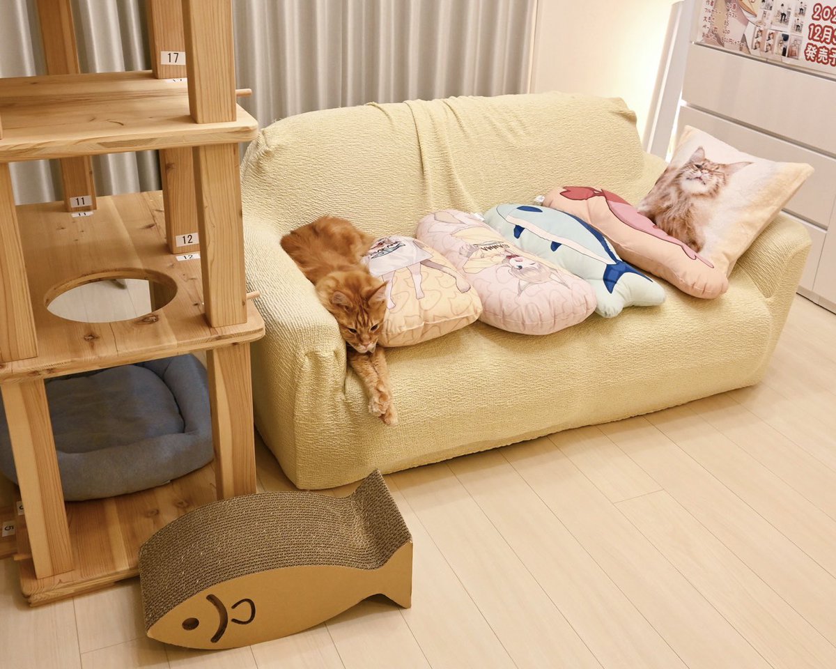 きなこ@OsakanaNeko (@kinako_osakana) / Posts / X